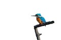 A Kingfisher, Common Kingfisher. Cutout. Royalty Free Stock Photo