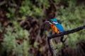 A Kingfisher, Common Kingfisher or Eurasian Kingfisher.