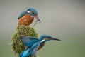 Kingfisher courtship ritual