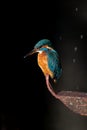 Kingfisher Dark background Spotting Royalty Free Stock Photo