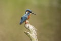 Kingfisher, Alcedo atthis