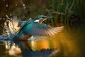 kingfisher diving for fish, with its green and blue feathers shining in the sunlight