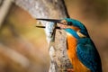 Kingfisher eating beautiful color blue and brown Royalty Free Stock Photo