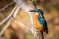Kingfisher eating beautiful color blue and brown Royalty Free Stock Photo