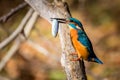 Kingfisher eating beautiful color blue and brown Royalty Free Stock Photo