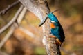 Kingfisher eating beautiful color blue and brown Royalty Free Stock Photo