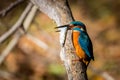 Kingfisher eating beautiful color blue and brown Royalty Free Stock Photo