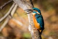 Kingfisher eating beautiful color blue and brown Royalty Free Stock Photo