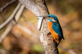 Kingfisher eating beautiful color blue and brown Royalty Free Stock Photo