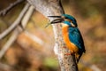 Kingfisher eating beautiful color blue and brown Royalty Free Stock Photo