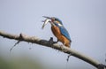 Kingfisher is eating Royalty Free Stock Photo