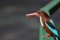Kingfisher with its kill in Bhopal