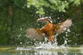 Kingfisher emerges from water with a fish