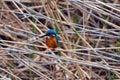 Kingfisher Royalty Free Stock Photo