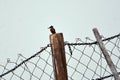 Kingfisher Royalty Free Stock Photo