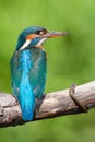 Kingfisher (female) close-up