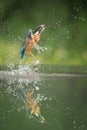 Kingfisher Royalty Free Stock Photo