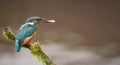 Kingfisher with Fish Royalty Free Stock Photo