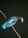 Kingfisher with fish Royalty Free Stock Photo