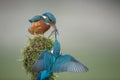 Kingfisher fish passing Royalty Free Stock Photo