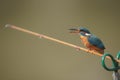 Kingfisher with a fish Royalty Free Stock Photo