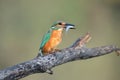 Kingfisher and fish Royalty Free Stock Photo