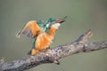 Kingfisher shakes Royalty Free Stock Photo