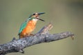 Kingfisher swallows a fish Royalty Free Stock Photo