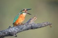 Kingfisher swallows a fish