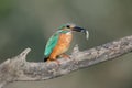 Kingfisher and its prey Royalty Free Stock Photo