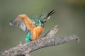 Kingfisher is shaking Royalty Free Stock Photo