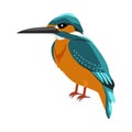 Kingfisher Flat Design Vector Illustration