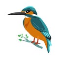 Kingfisher Flat Design Vector Illustration