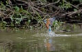 Kingfisher fleeing from the water between splashing water drops.