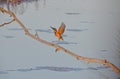 Kingfisher flying in marsh
