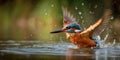 A Kingfisher Flying out of Water