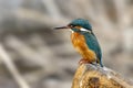 A kingfisher in the foreground perched Royalty Free Stock Photo