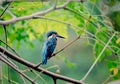 Kingfisher green nature fish catch wildlife