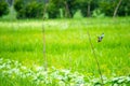 Bird flying over a rice field - Kingfisher Halcyon smyrnensis