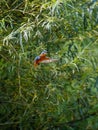 Kingfisher hanging in the air