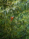 Kingfisher hanging in the air