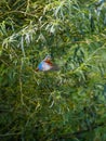 Kingfisher hanging in the air