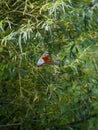 Kingfisher hanging in the air