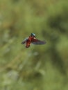 Kingfisher hanging in the air