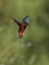 Kingfisher hanging in the air