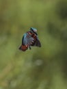 Kingfisher hanging in the air