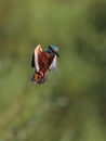 Kingfisher hanging in the air