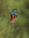 Kingfisher hanging in the air