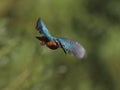 Kingfisher hanging in the air