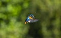 Kingfisher hovering over it's prey